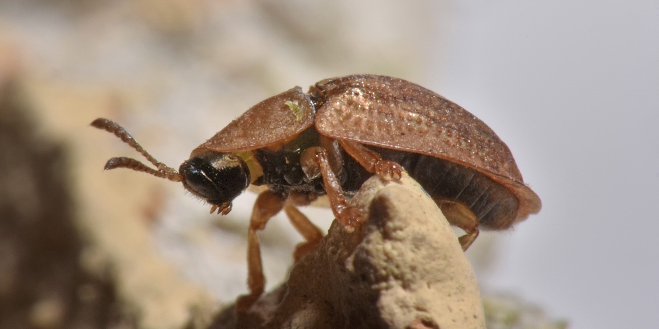 Chrysomelidae: Hypocassida cfr. subferruginea